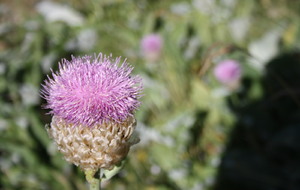 6909ce96480ad_IMG7315.JPG